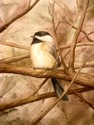 chickadee