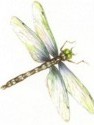 dragonfly insect