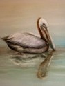 pelican bird