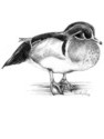 wood duck