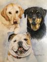 Three-dog portrait